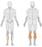 Calf Machine Sec